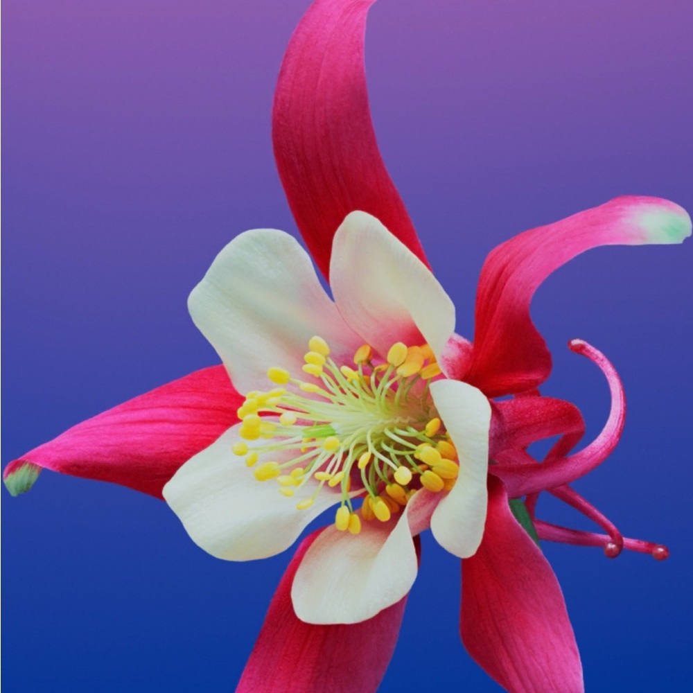 Meet your Posher, Nesh